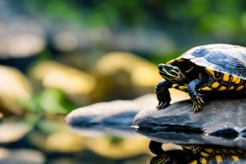 Pond Slider Turtle Care